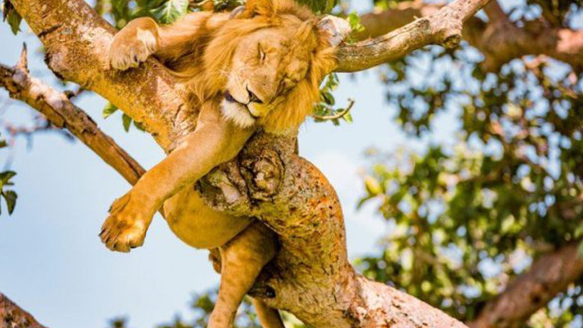 Big Five in Uganda