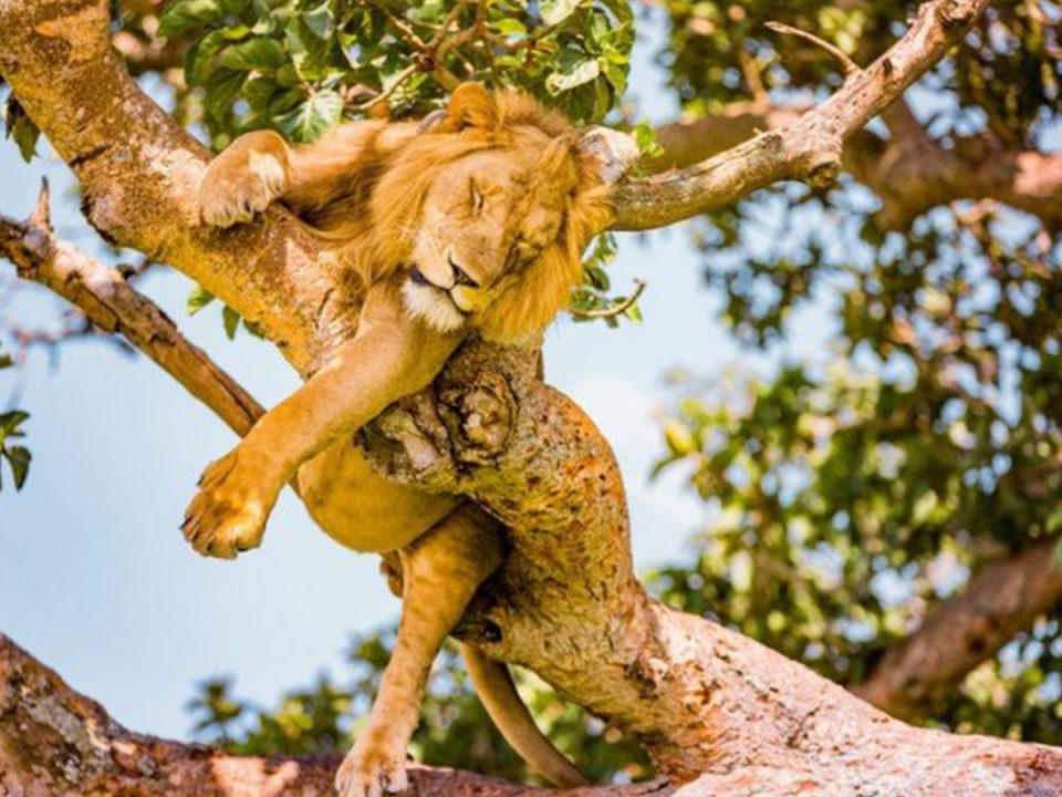 Big Five in Uganda