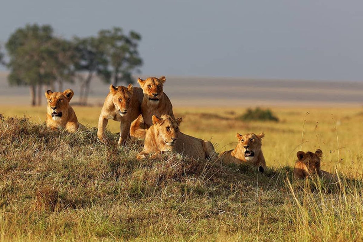 12 Days Tanzania Wildlife Tour
