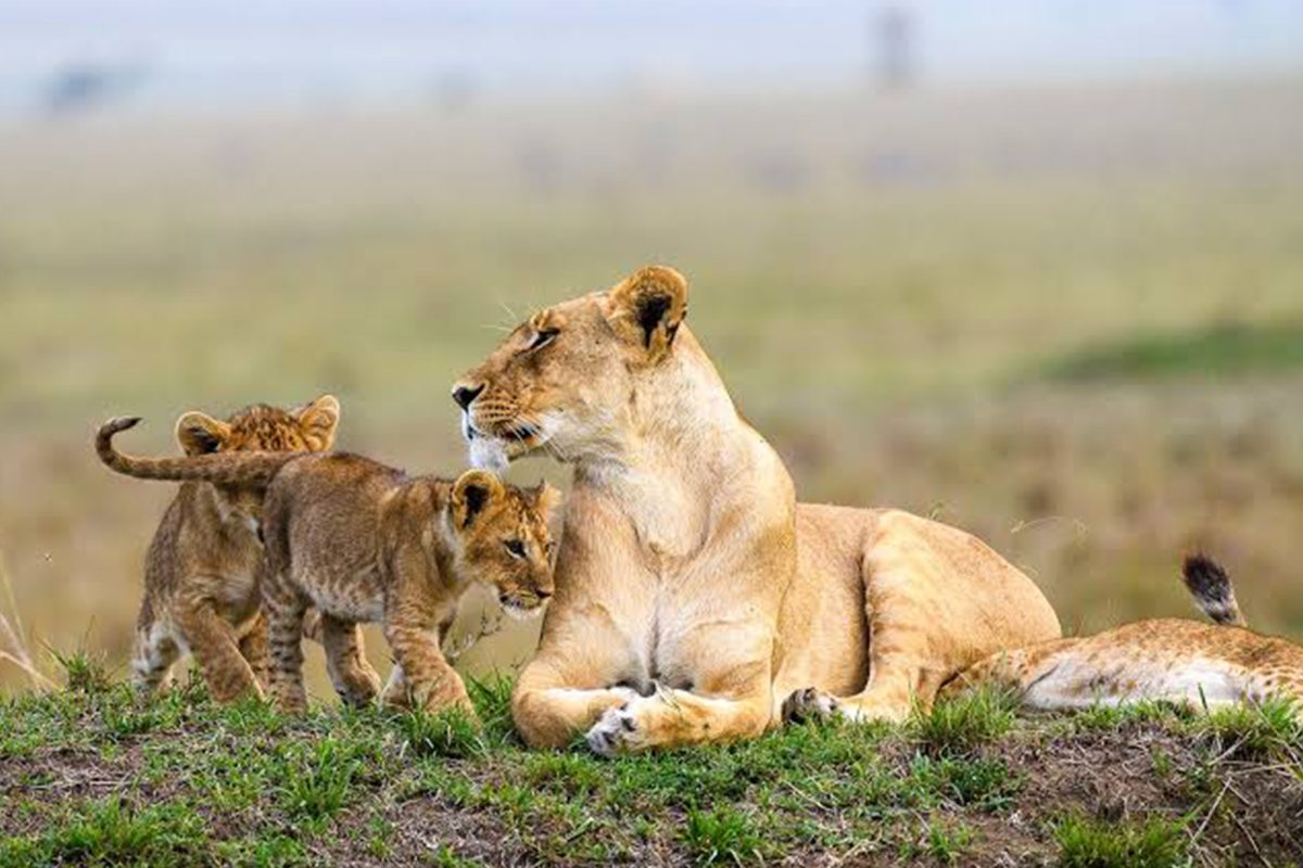 Serengeti National Park