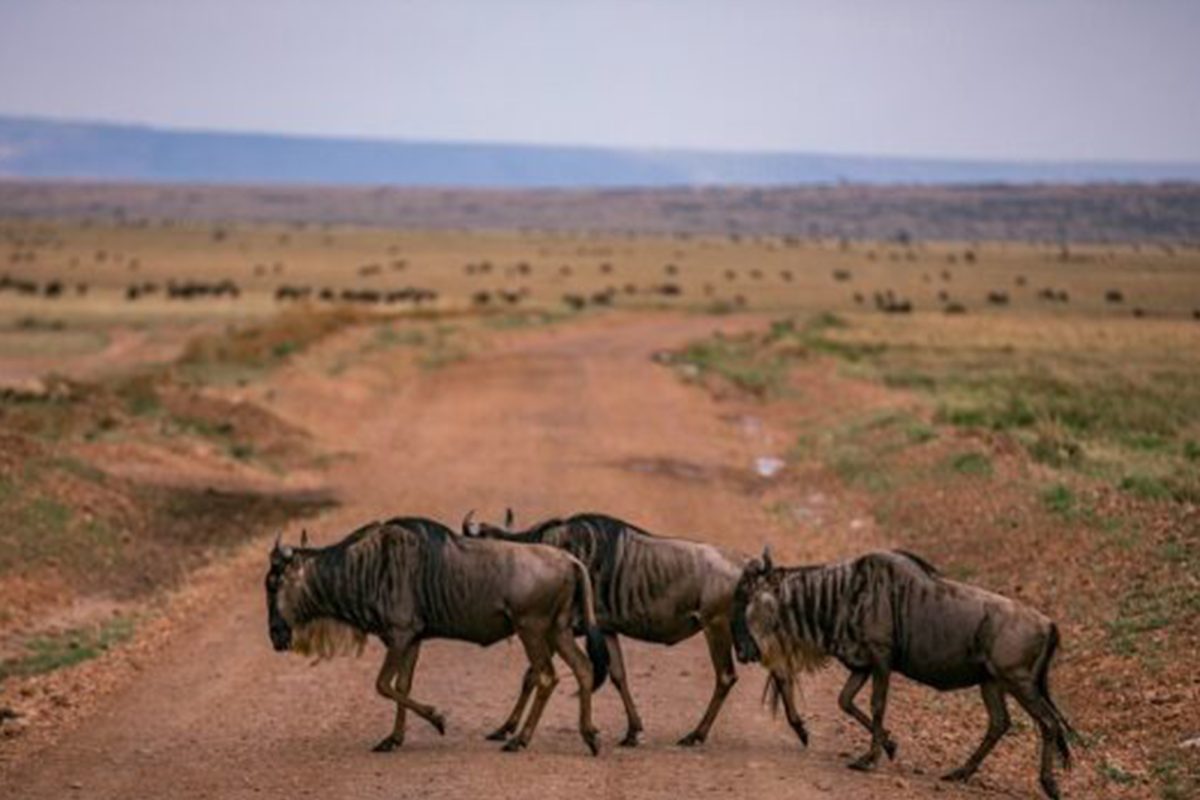 Masai Mara Great Migration