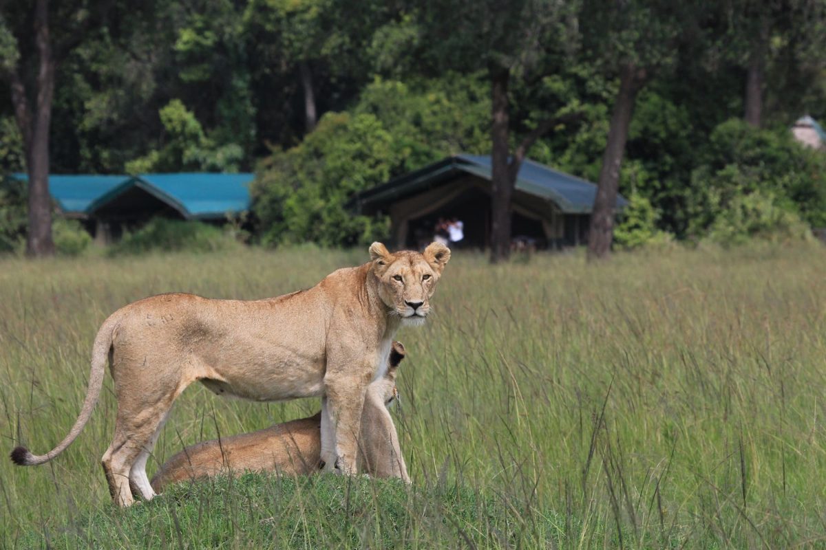 4 Day Touch of Wilderness Tanzania