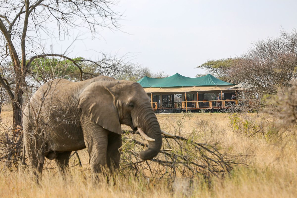 Serengeti Migration Safari