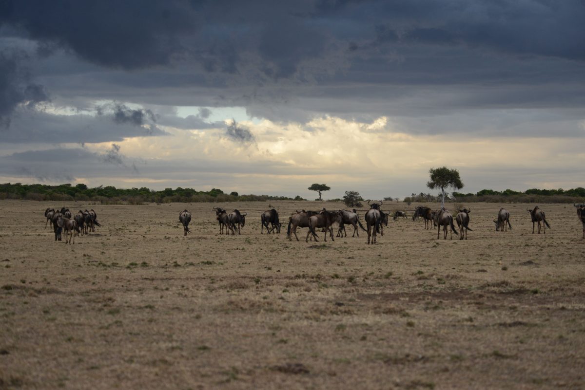 Masai Mara Great Migration