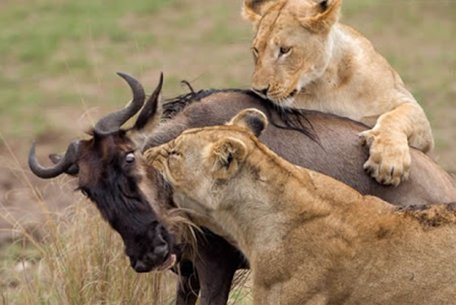 11 Days Kenya Wildlife Safaris