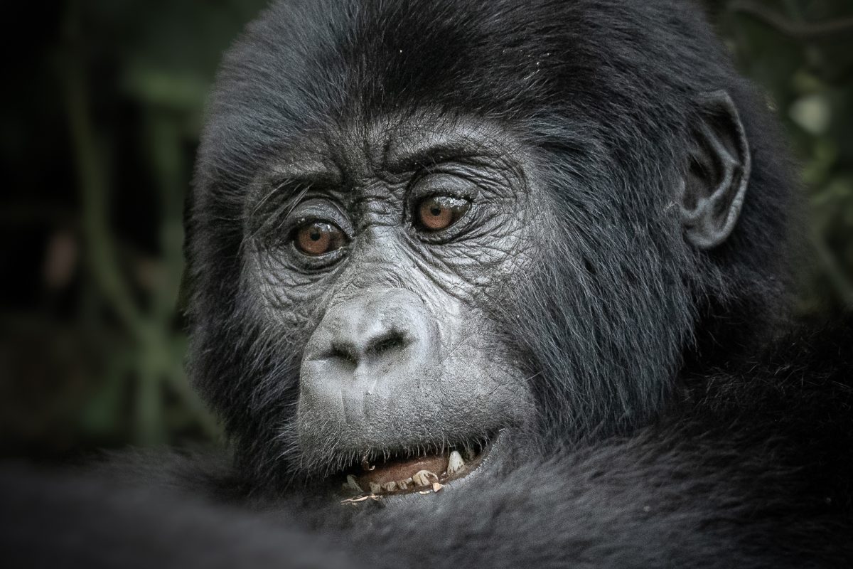 popular national parks in Uganda