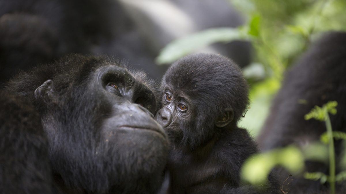 10 Days Kenya And Uganda Safaris