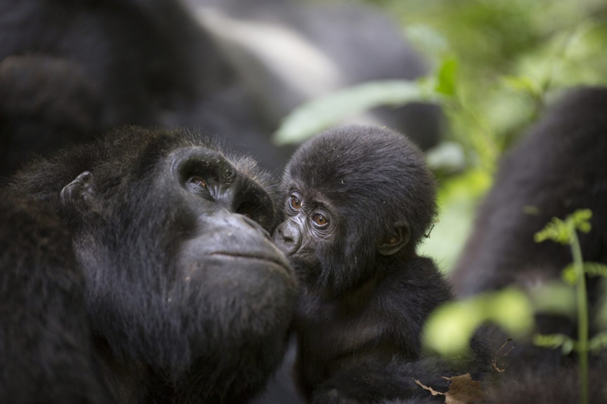 10 Days Kenya And Uganda Safaris