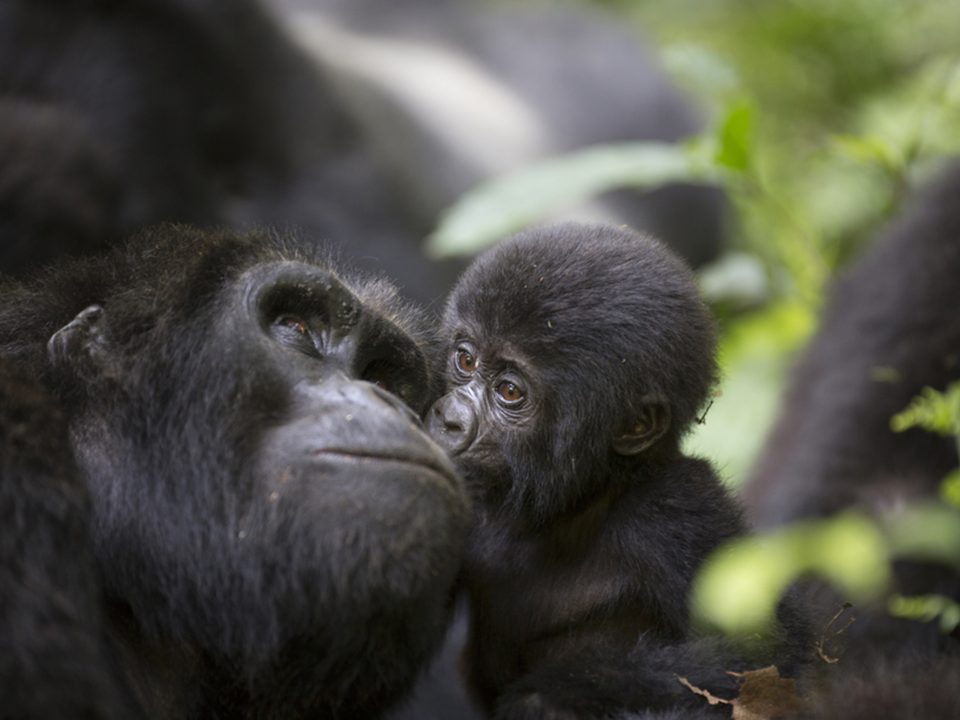 10 Days Kenya And Uganda Safaris