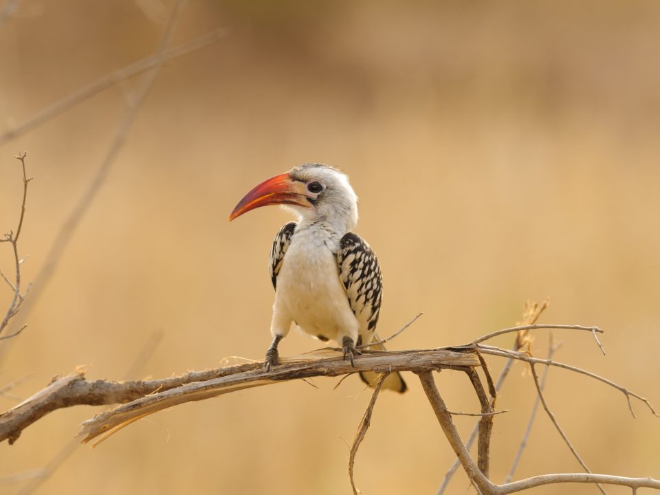 Birdwatching Safaris in Tanzania