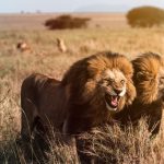 3 Days Masai Mara Safari