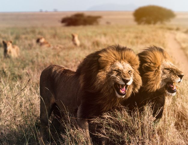 3 Days Masai Mara Safari
