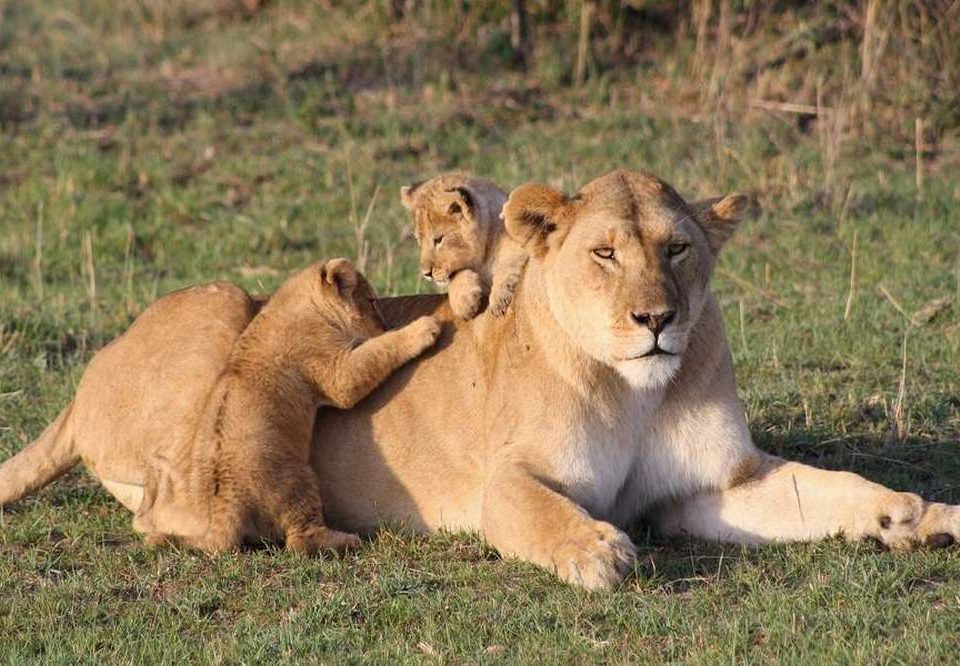 4-Day Touch of Wilderness – Luxury