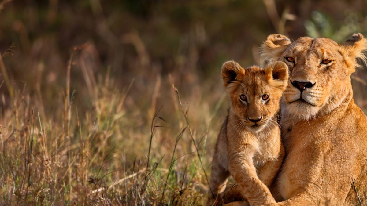 8 Days Kenya Wildlife Safaris