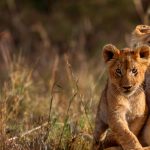 8 Days Kenya Wildlife Safaris