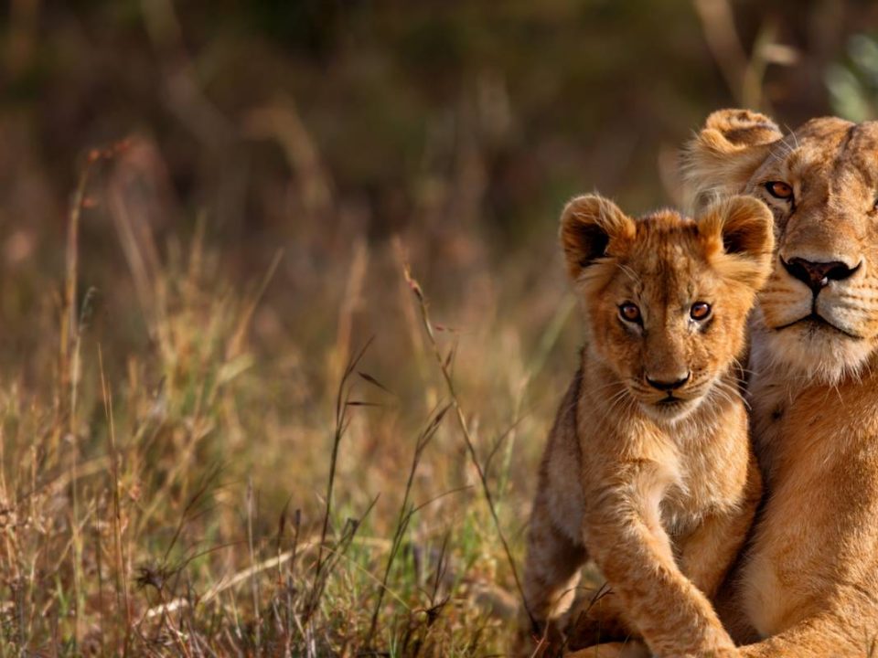 8 Days Kenya Wildlife Safaris