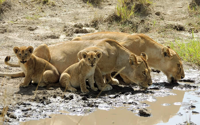 5-Day Living Among Lions