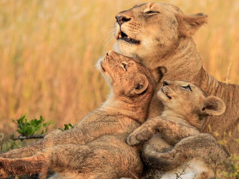 3-Day Essence of Tanzania – Luxury