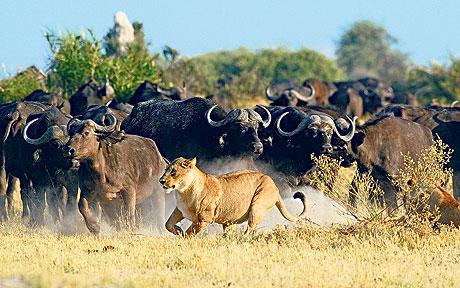 Buffalo Springs National Reserve