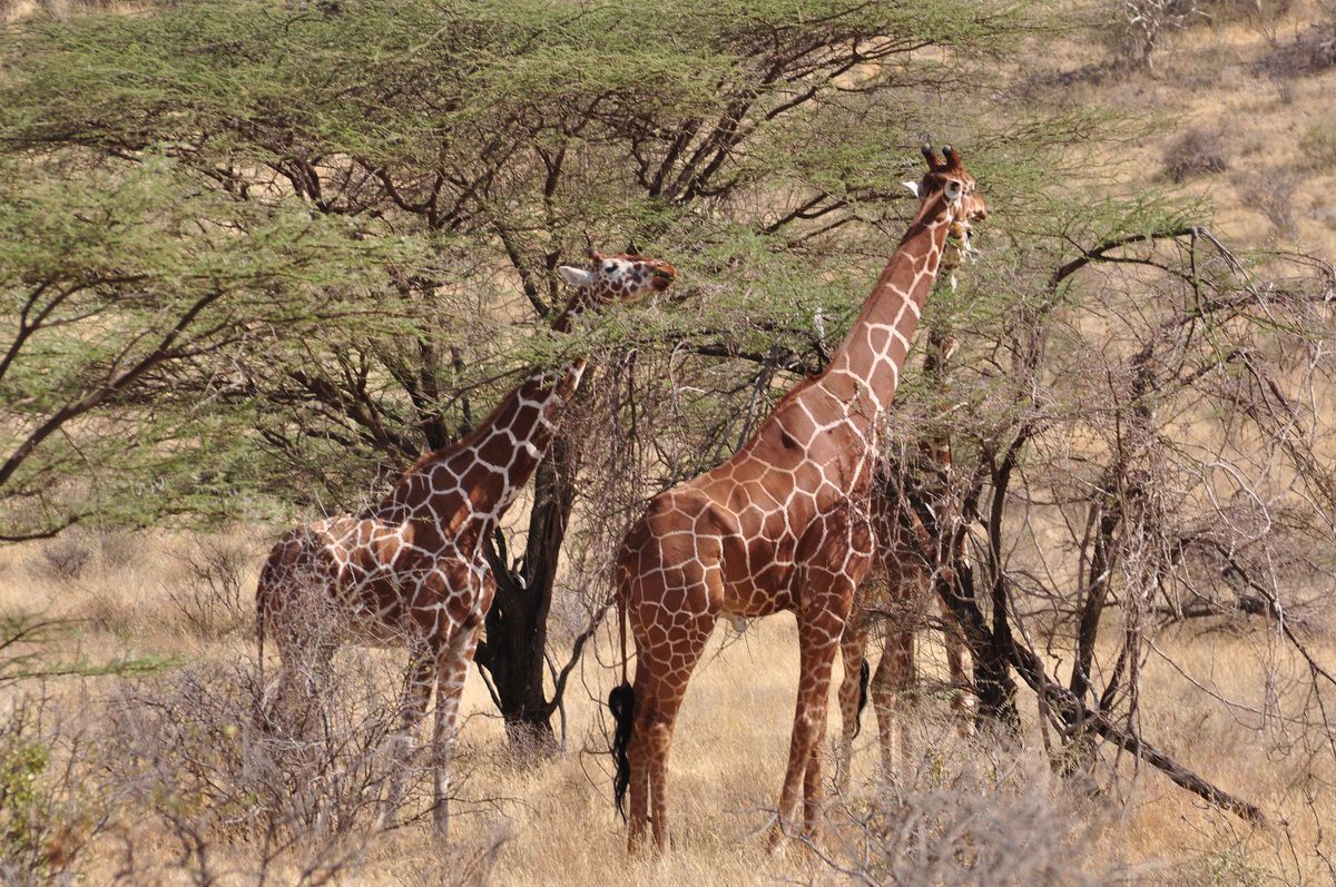 Samburu National Reserve