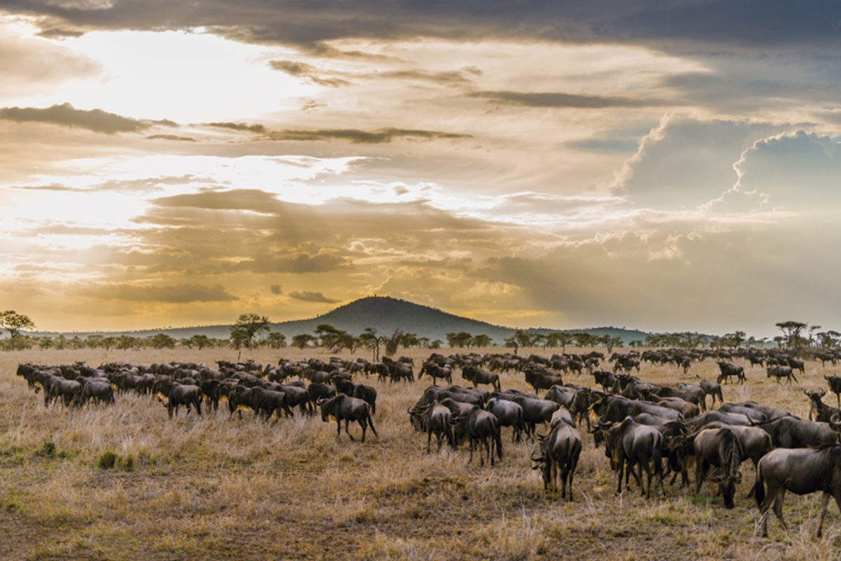 Masai Mara Great Migration