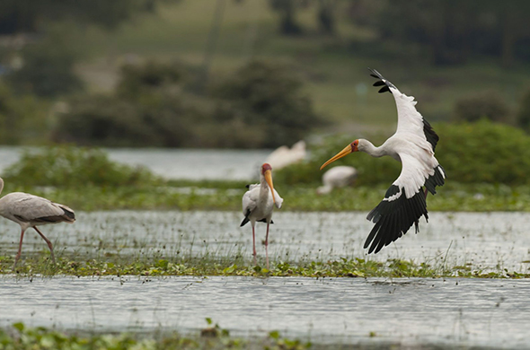 Kenya National Parks
