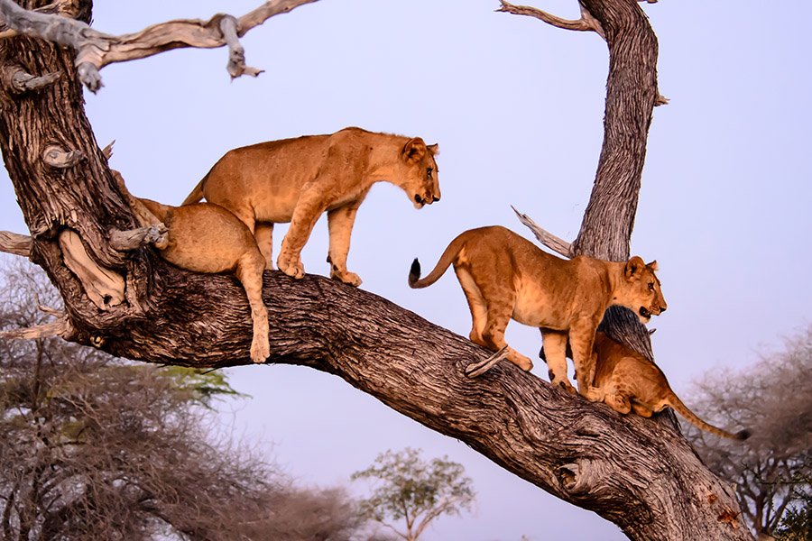 7-Day Journey of the Wildebeest