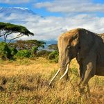 Kenya National Parks