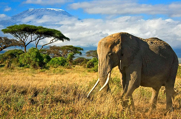 Kenya National Parks
