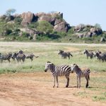 Kenya National Parks