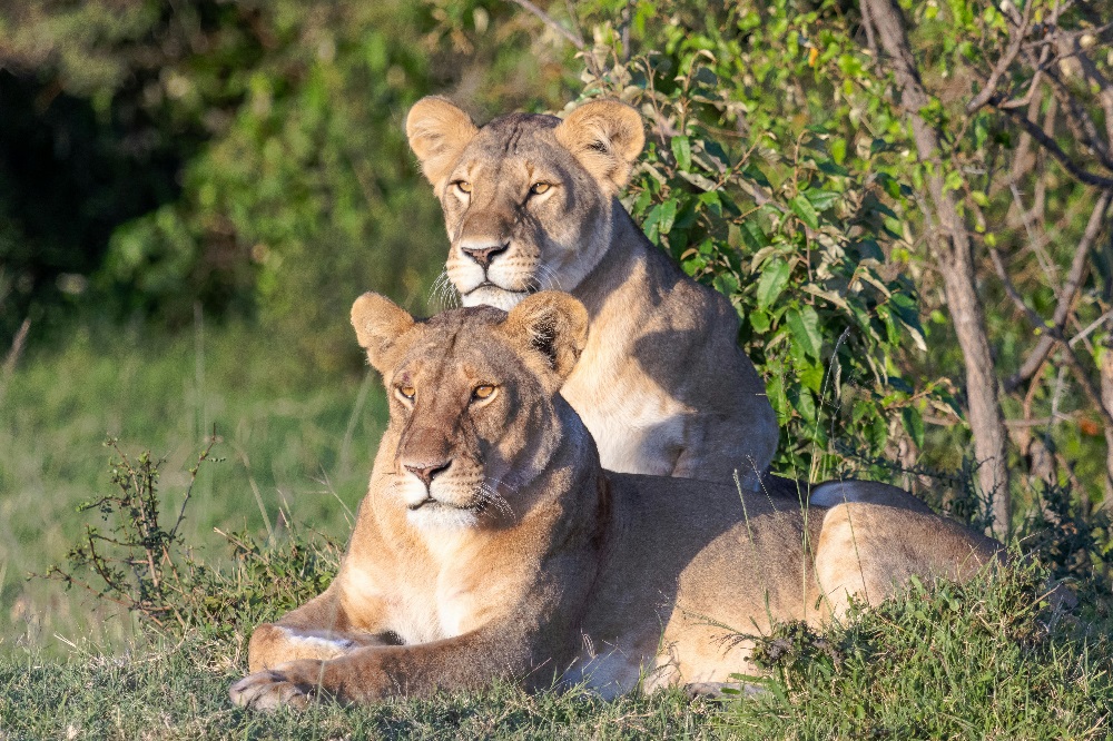 7 Days Exclusive Kenya Safaris