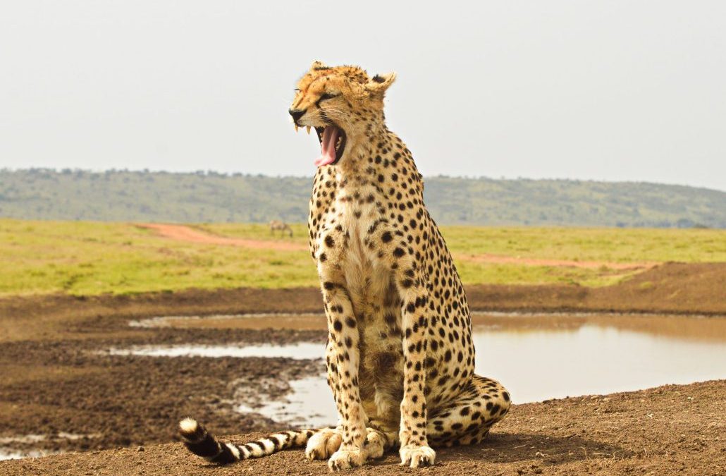 15 Days Kenya Uganda Safari