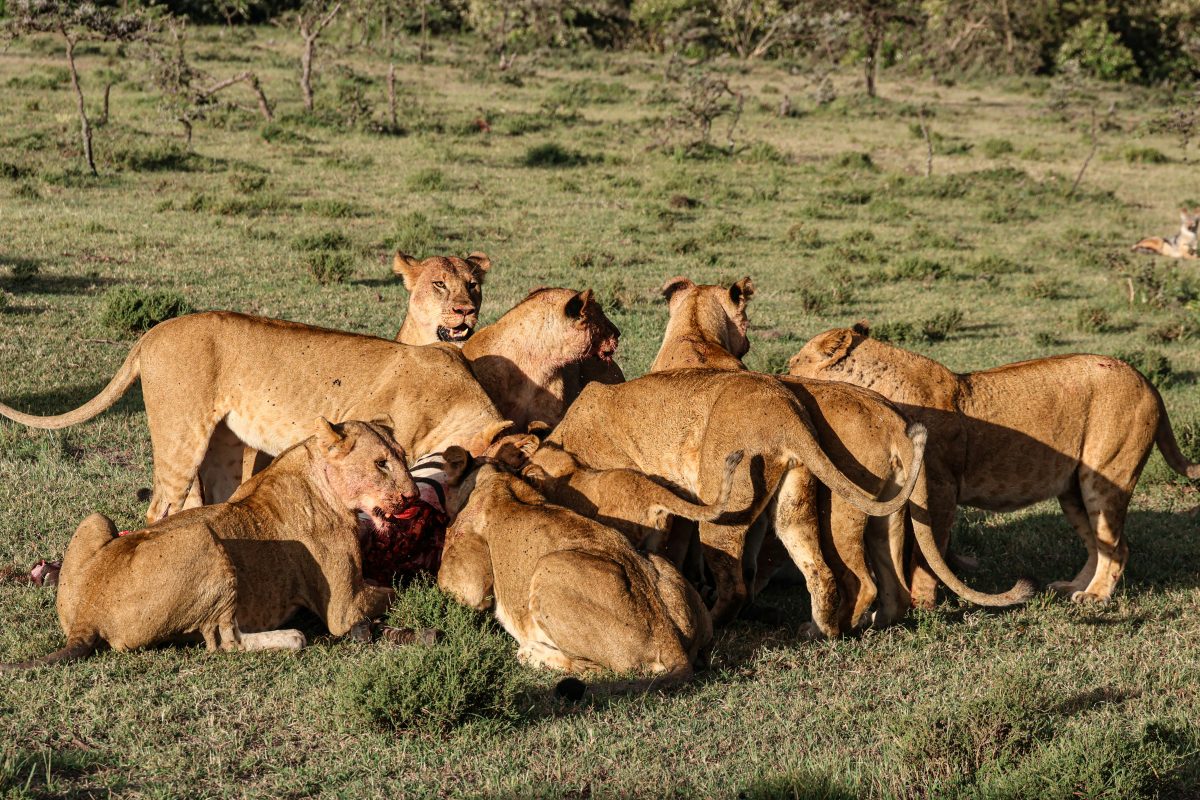 Kenya Wildlife Safari
