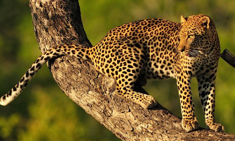 Aberdare National Park