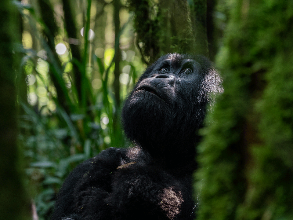 Gorillas in Volcanoes National Park