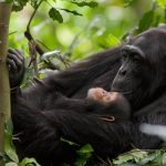 Chimpanzee Trekking in Uganda