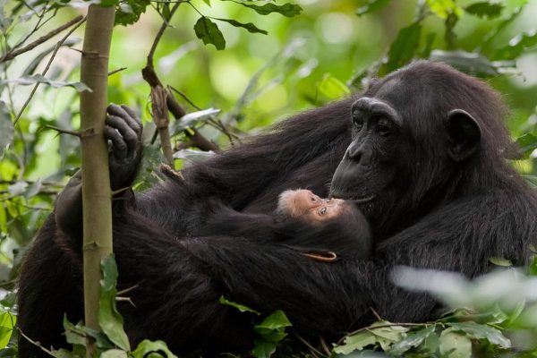 Chimpanzee Trekking in Uganda