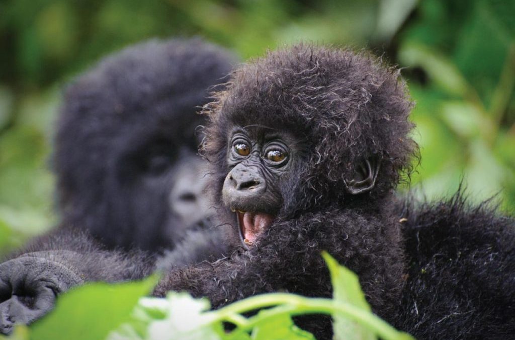 Best Time for Gorilla Trekking
