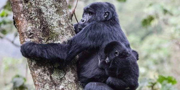 How Close Do You Get to Gorillas During Habituation