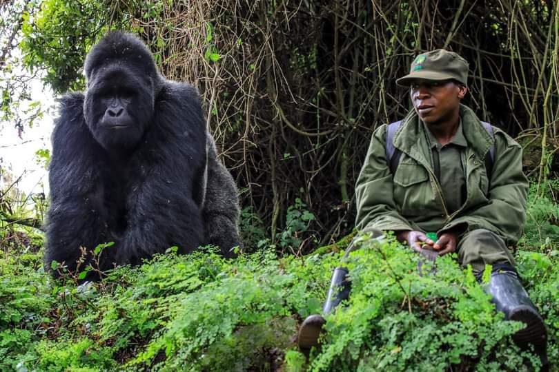 Gorilla Habituation Different from Gorilla Trekking