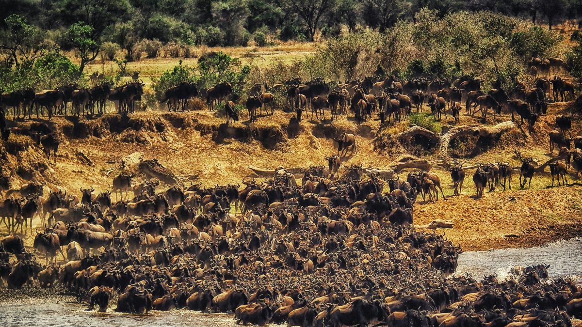 6 Days Serengeti Migration Safari