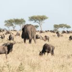 Which is better for Wildlife Safaris