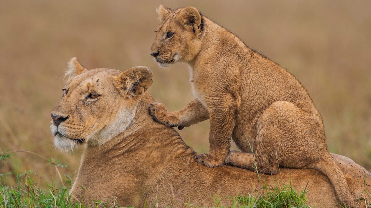 5-Day Uganda Big Five