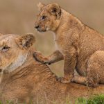 5-Day Uganda Big Five