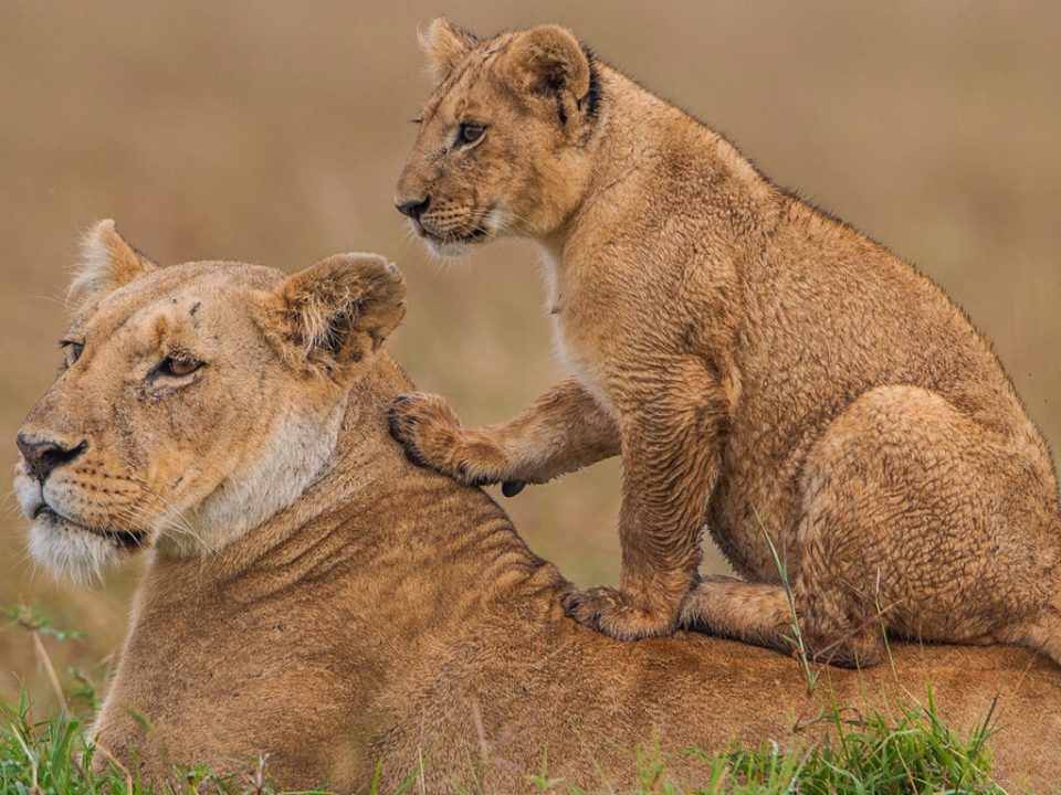 5-Day Uganda Big Five