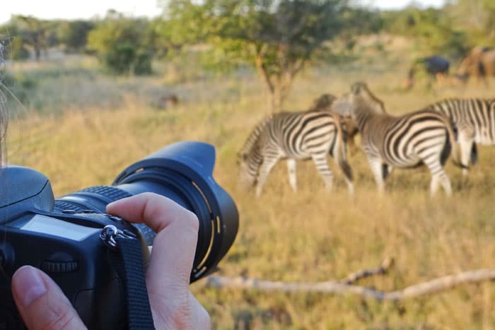 Can I Take Photos During a Game Drive
