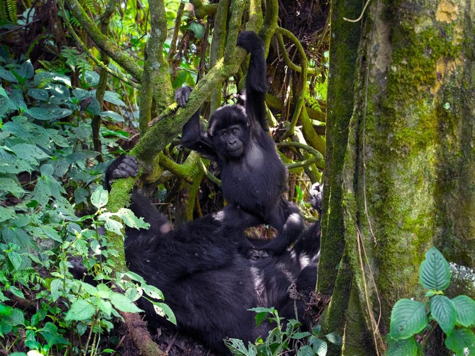 minimum age for gorilla habituation