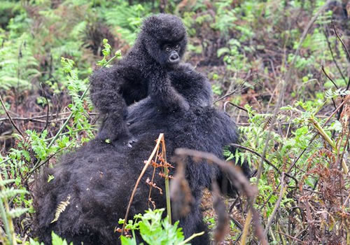 How long does a gorilla habituation experience last