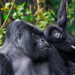 Rwanda Gorilla Trekking Packages