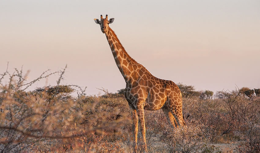 4-Day Murchison Falls Adventure Safari